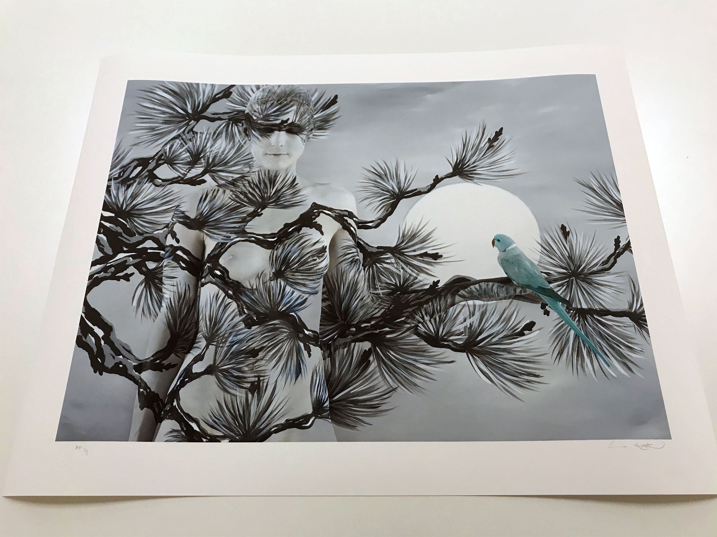 ORIENTAL FIR WITH RINGNECK