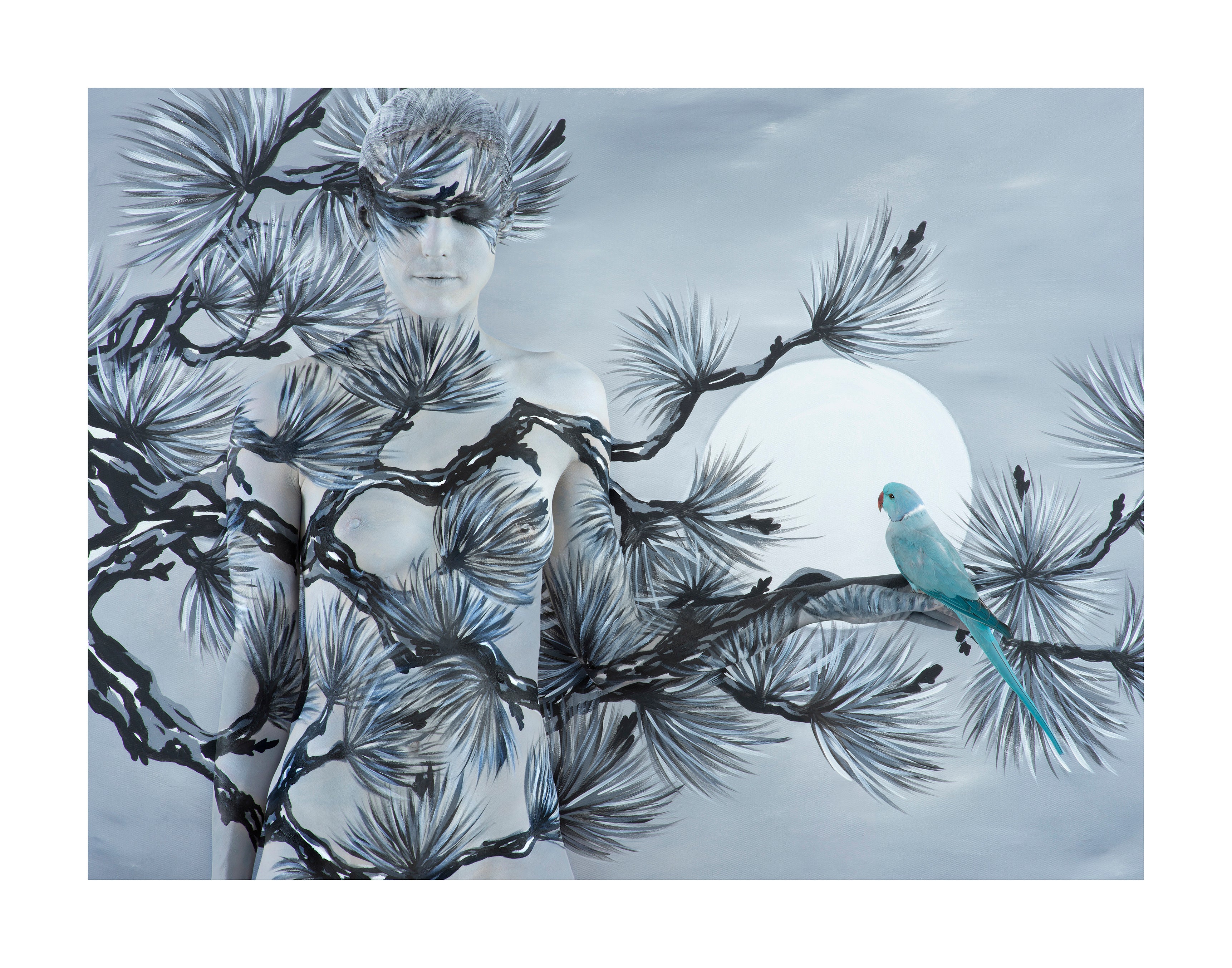 Oriental Fir With Ringneck