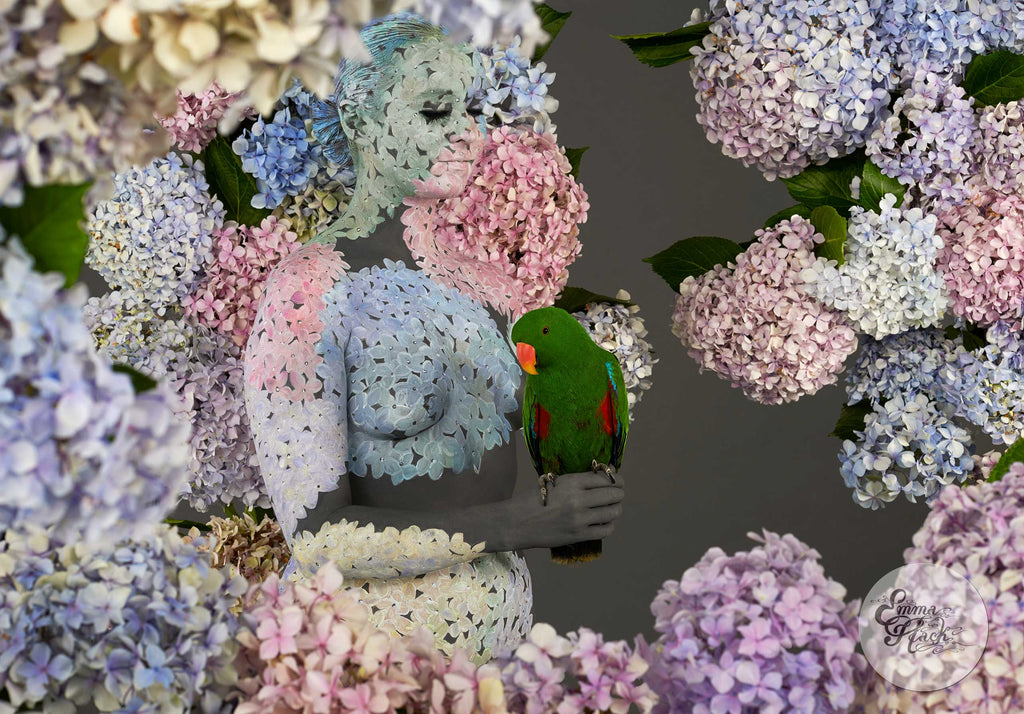 Rocky with Hydrangeas
